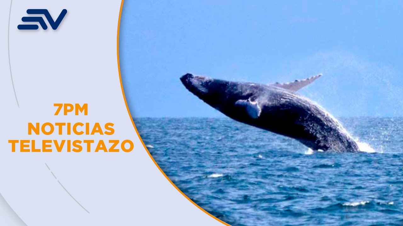 Inicia temporada de avistamiento de ballenas en la costa | Televistazo | Ecuavisa