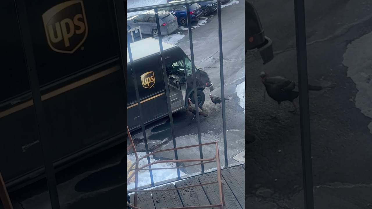 UPS driver caught in hilarious standoff with wild turkeys