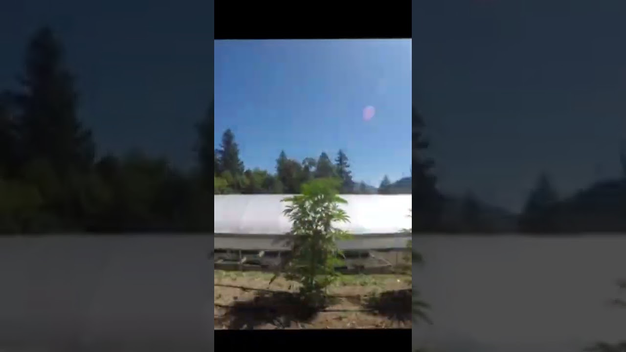 seed to harvest out door marijuana.Humboldt seeds