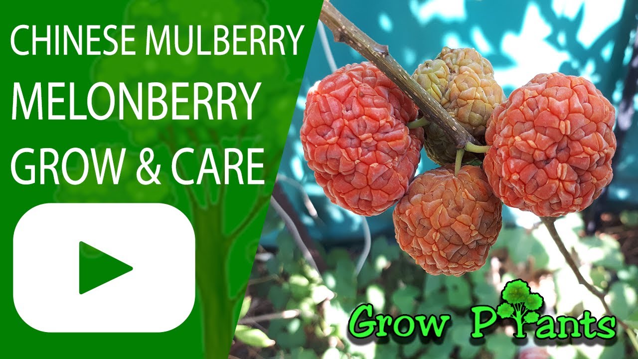 Chinese mulberry – grow, care and eat a lot (Melonberry)
