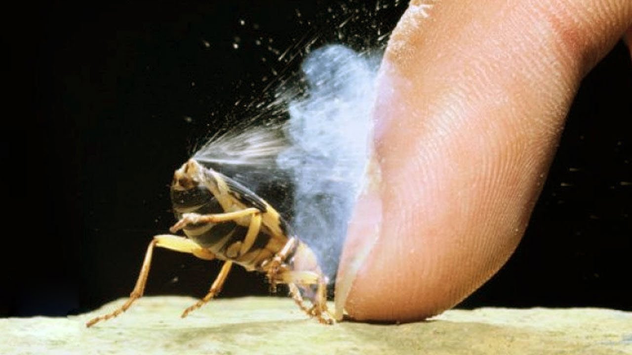 Animale Cu SUPERPUTERI Reale INCREDIBILE