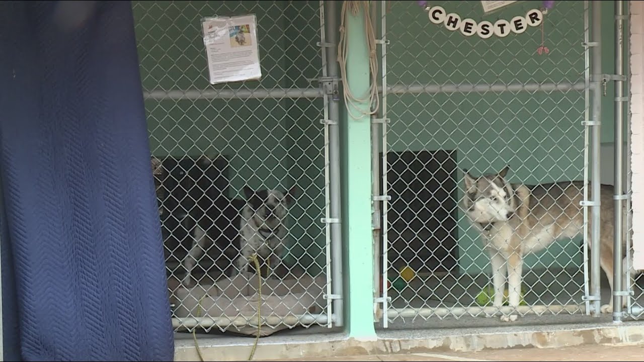 Austin steps up to protect Austin Pets Alive! dogs, cats from winter elements