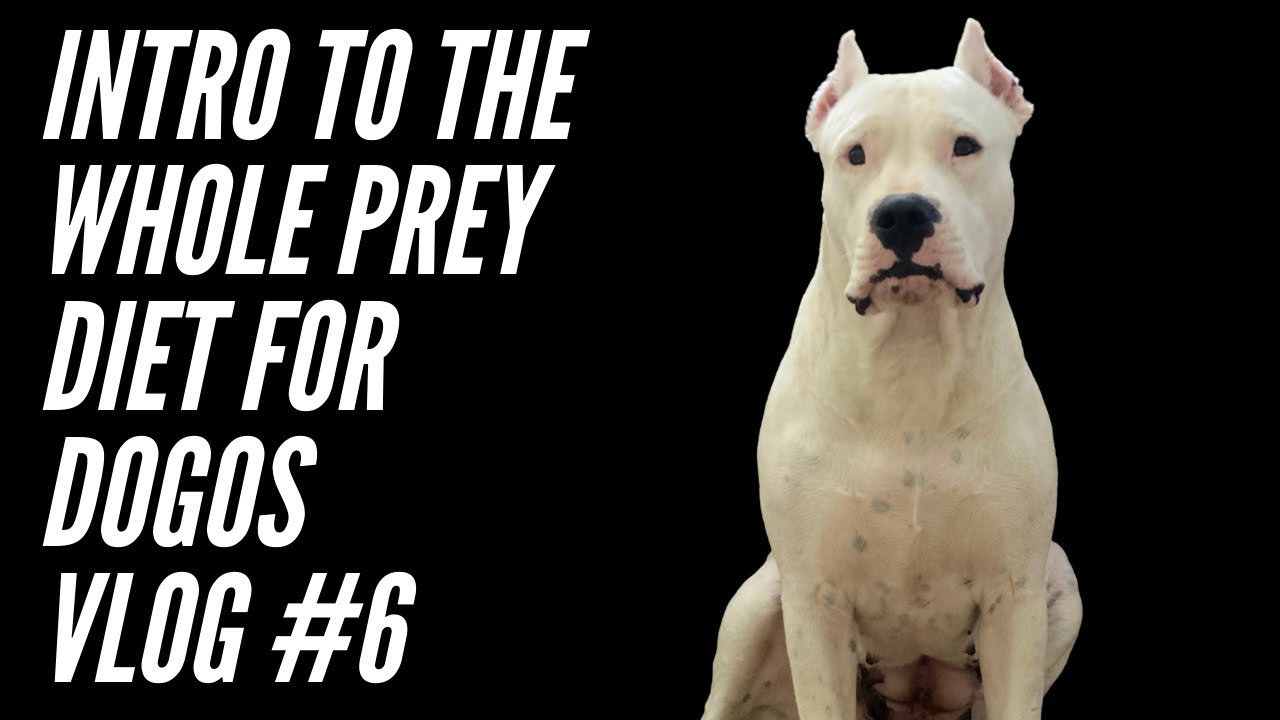 Intro To The Whole Prey Diet [Vlog #6]