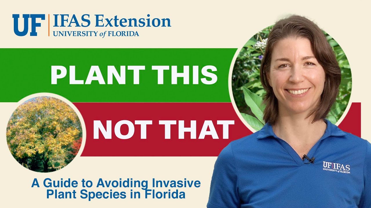 Plant This, Not That: Rain Tree vs Chaste Trees