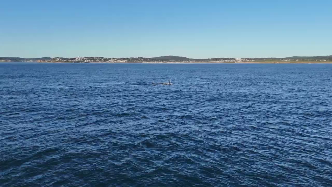 Whale watching Raw Oct 12 2025