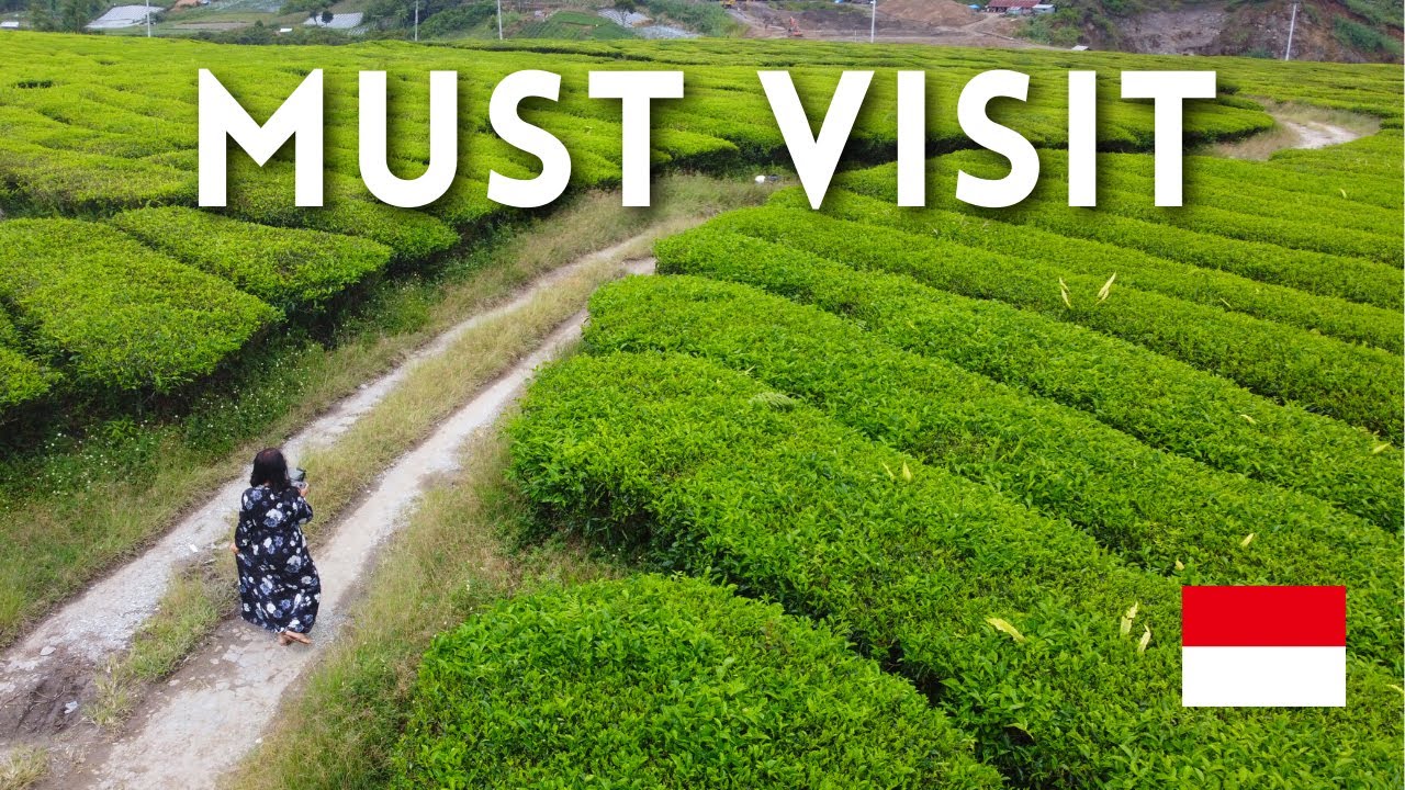 This INDONESIAN Tea Plantation 🇮🇩 is GORGEOUS 😍