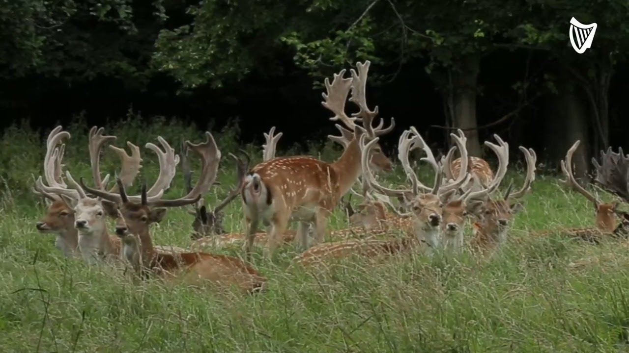 Protecting deer of the Phoenix Park – Why 'an apple or carrot' can cause serious harm to the anim...