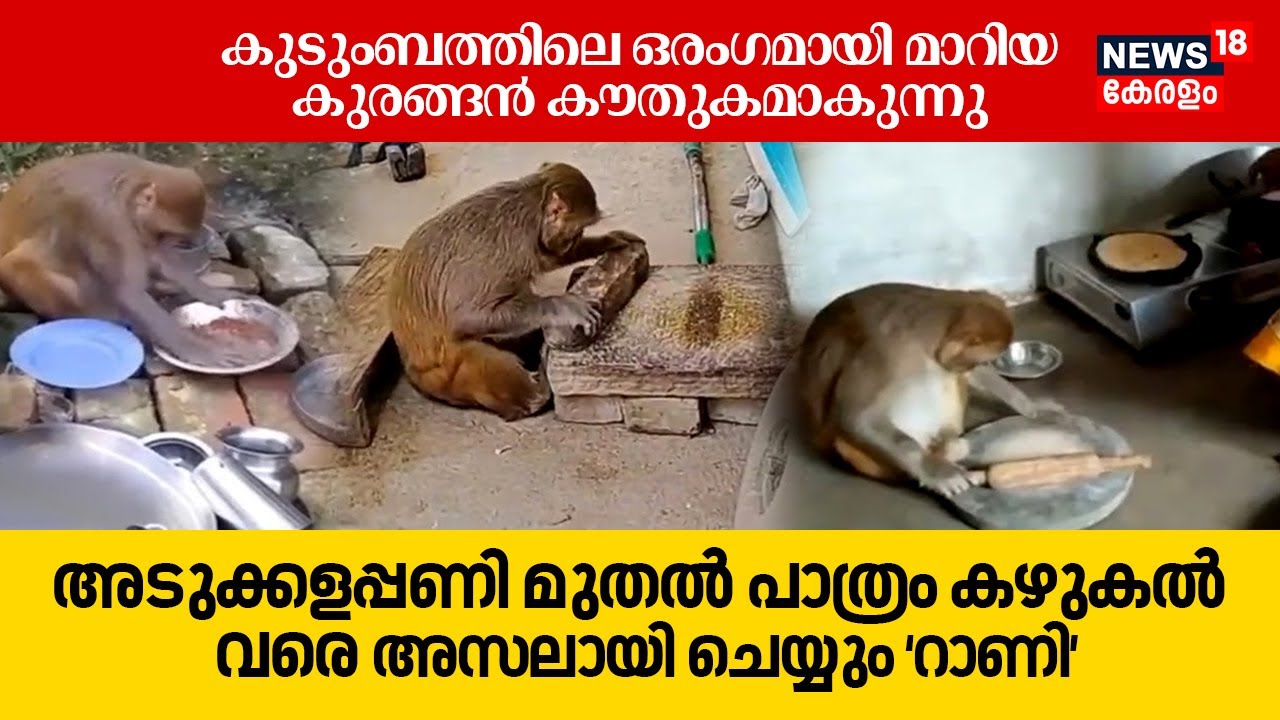 From Kitchen Work to Washing എന്തും ചെയ്യും റാണി, കുടുംബത്തിലെ ഒരംഗമായ UP Monkey കൗതുകമാകുന്നു |N18V