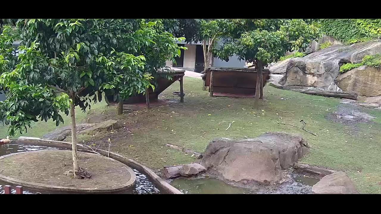 Capybara Cam at Taronga Zoo Sydney