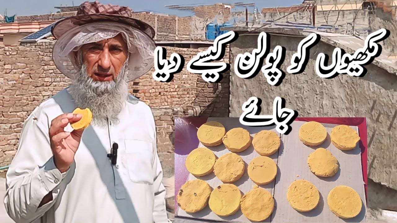Apply Of Pollen Paties. Muhammad Anwar Islamabad #beekeeping #honeybeekeeping #manwar