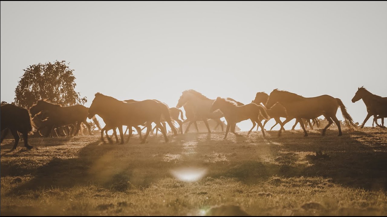 Islandpferdegestüt Barghof - Summer Breeze