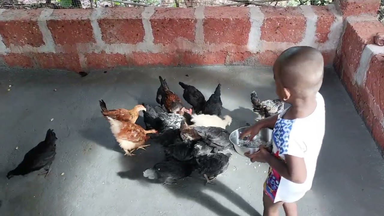 Our small poultry farm Avani 