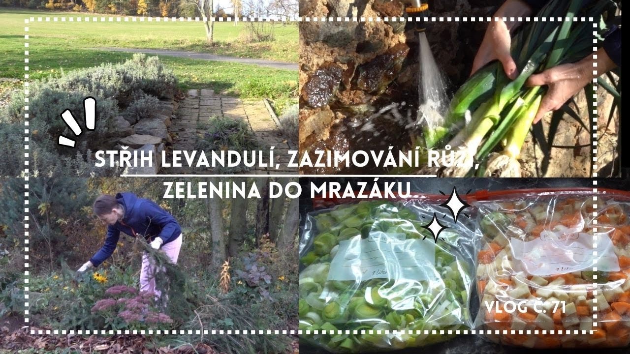 Střih levandulí, zazimování růži, zelenina do mrazáku #vlog č. 71