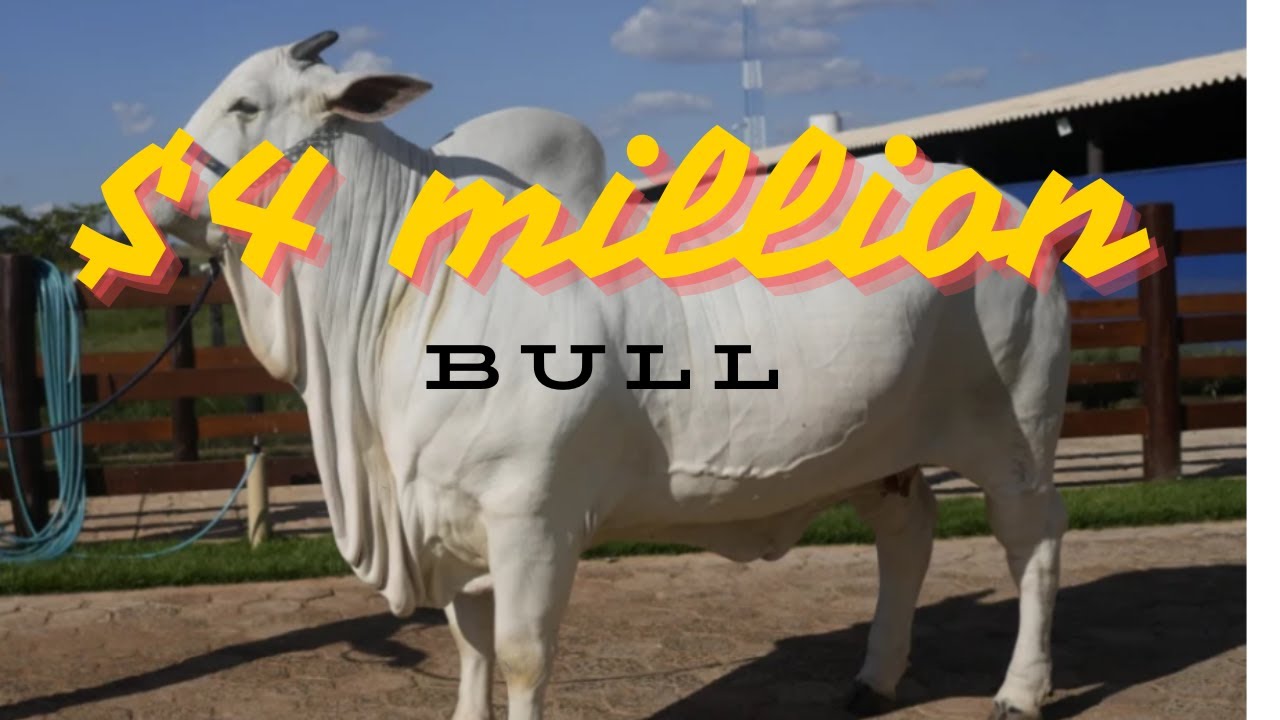 Meet the $4 Million Cow: Viatina-19, Brazil's Prized Nelore
