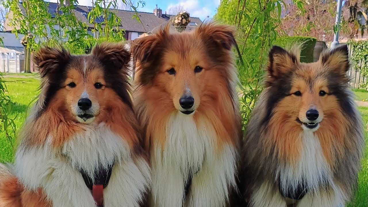 Shetland Sheepdogs Shenanigans