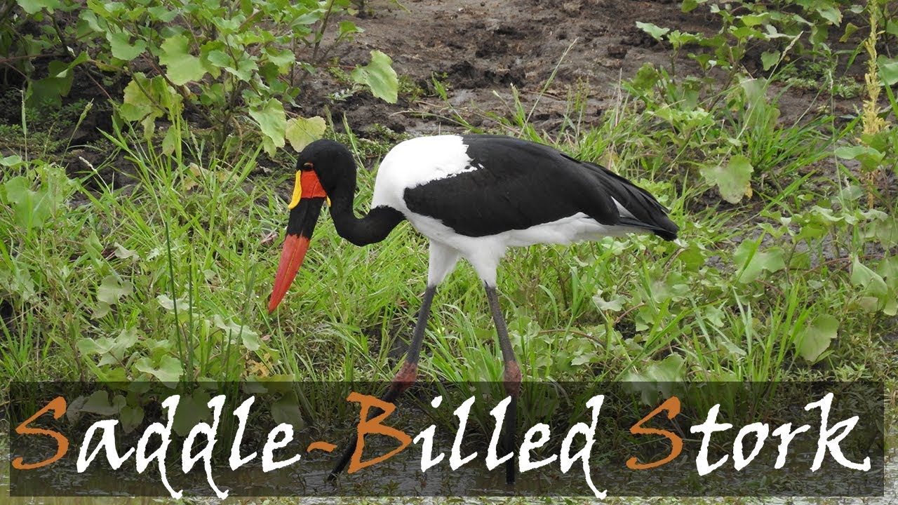 Saddle-billed Stork (Ephippiorhynchus senegalensis) Video, Shingwedzi River | Stories Of The Kruger