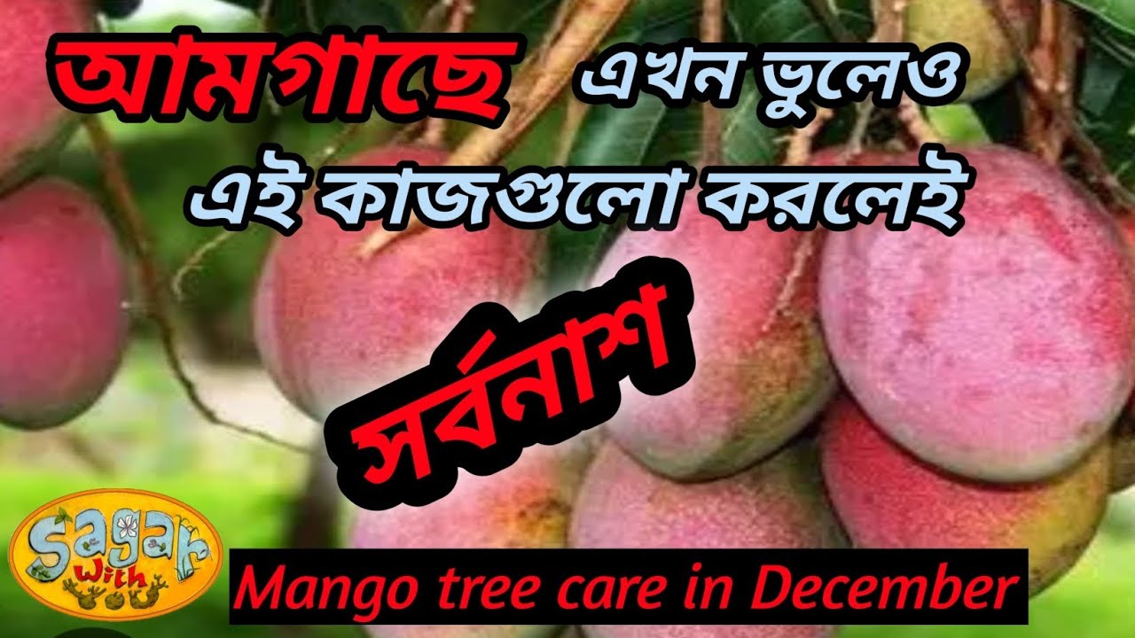ডিসেম্বর মাসে আম গাছের পরিচর্যা।।Mango tree care in December.
