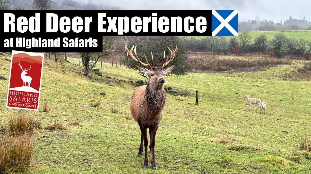 Red Deer Experience at Highland Safaris in Scotland 🏴󠁧󠁢󠁳󠁣󠁴󠁿
