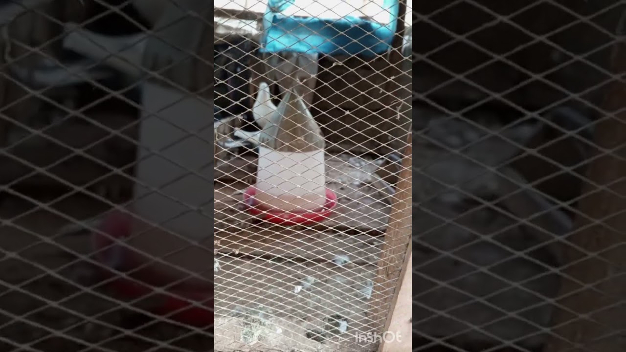 Pigeon management