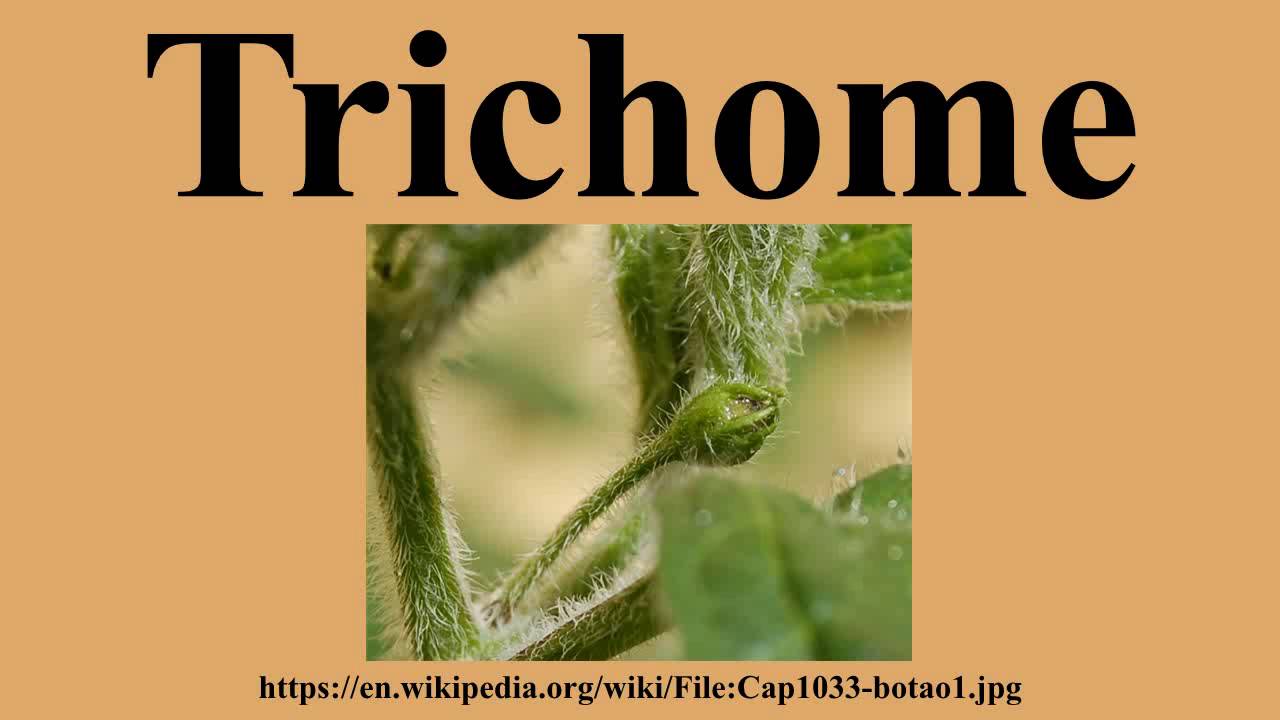 Trichome