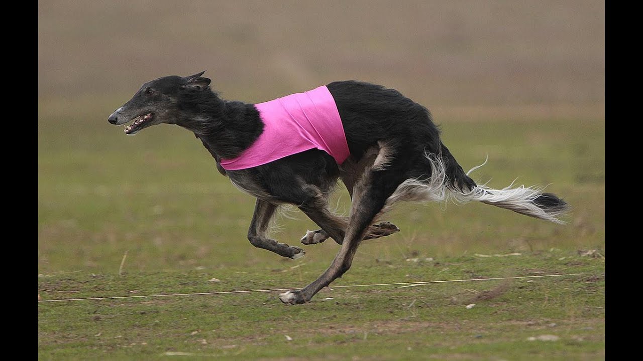 Bandit the Borzoi Lure Coursing - SSIH Jan 2nd 2016