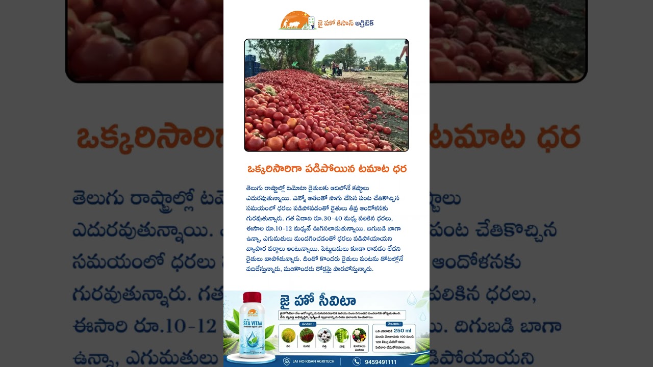 ఒక్కరిసారిగా పడిపోయిన టమాట ధర #telugu #agriculture #viralvideo