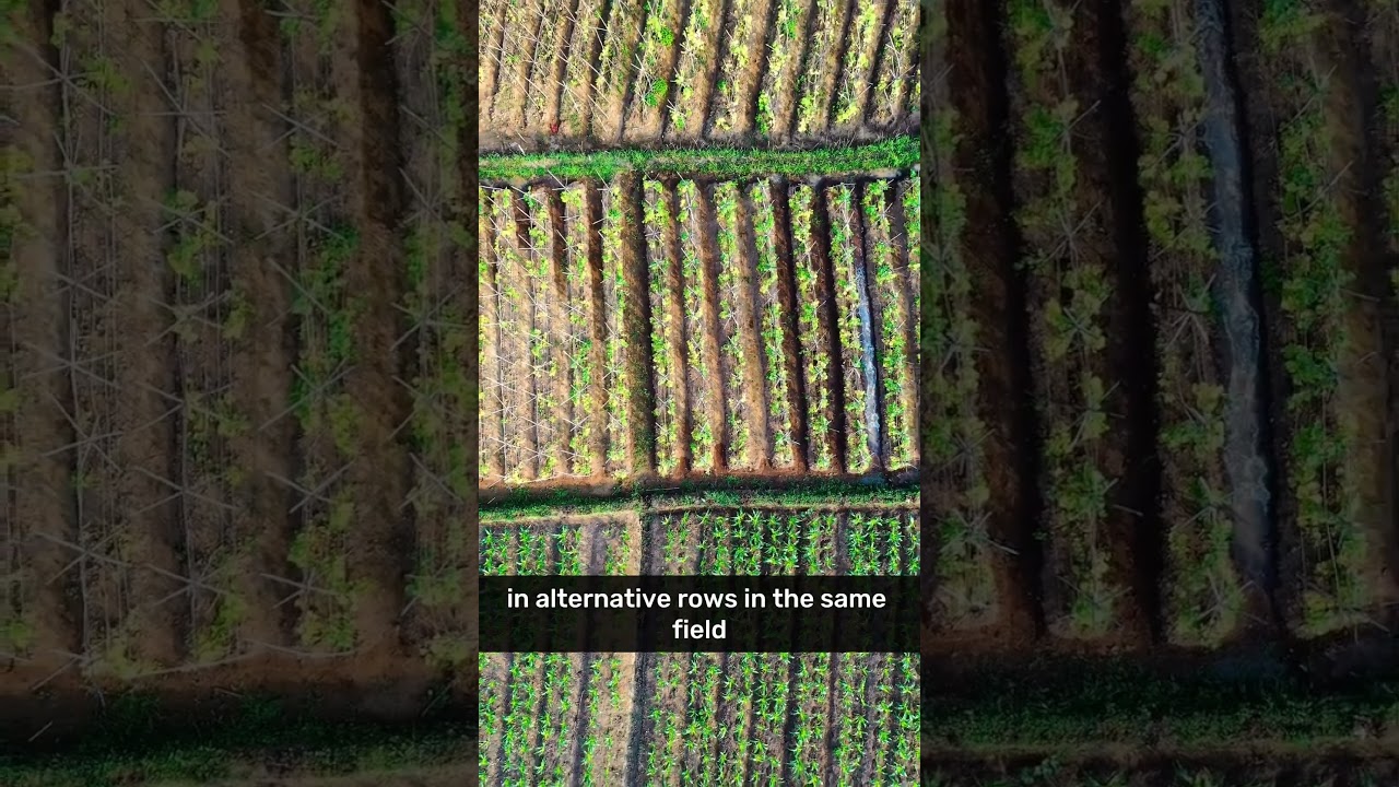 What is Intercropping? | FHL Geography Shorts #fhlshorts
