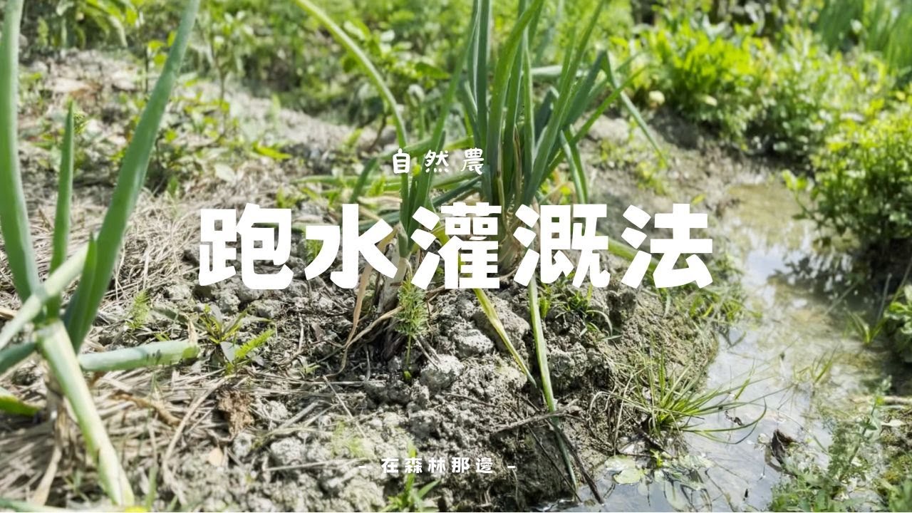 跑水灌溉法，再也不用提水澆灌，高效率分區給水模式，種什麼都難不倒它！