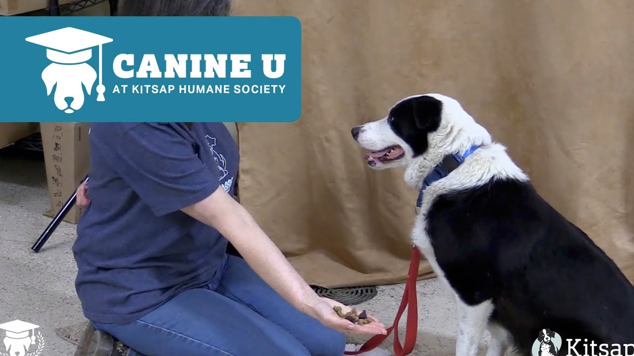 Canine U: Doggy Zen