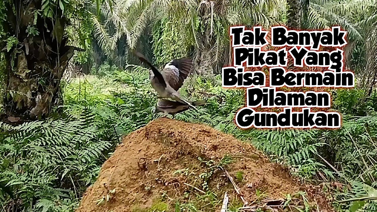 Tidak Banyak Pikat Yang Bisa Bermain DiLaman Gundukan Begini, Bisa Rus4k Permanen