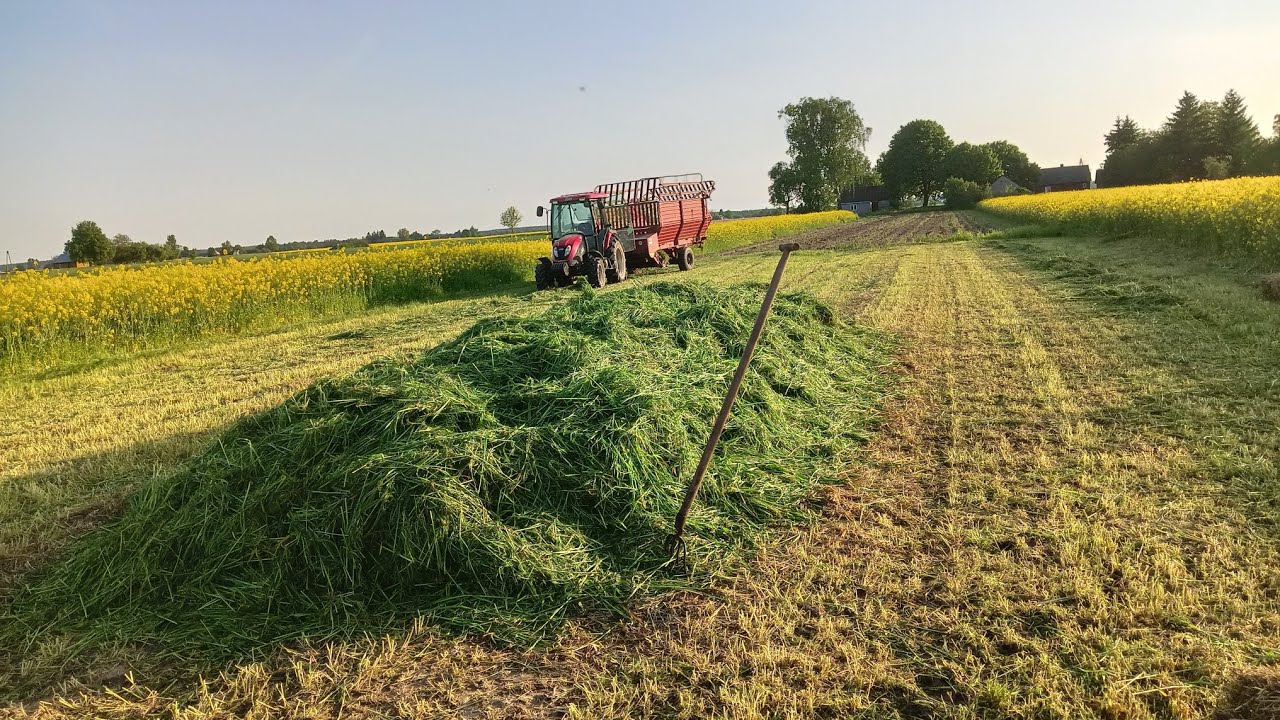 kiszonka w pryzmę 🍀🐄