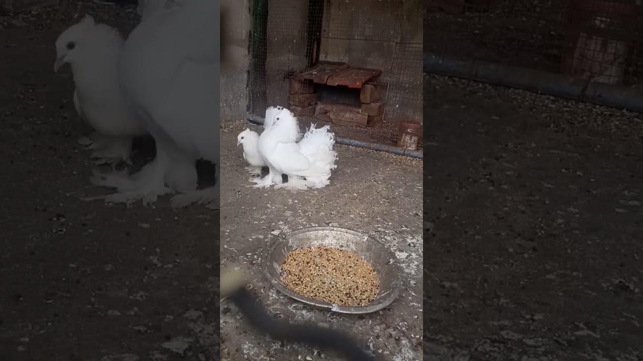 Cute two white lakka//#pigeon #kabootar #lakka#ytshort #viral #like  and subscribe