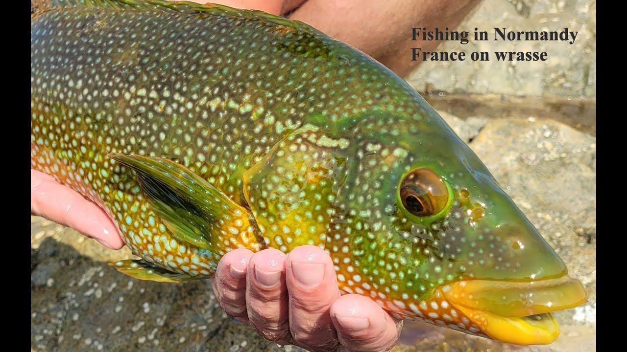 Fishing in Normandy France for wrasse 2022