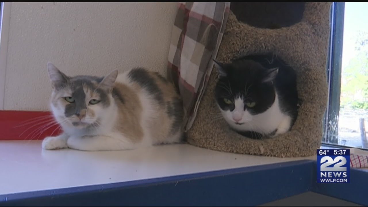 Dozens show up to adopt cat for $5 at Dakin Humane Society