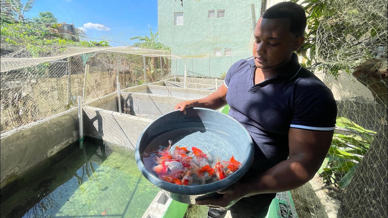 Estoy súper feliz los primeros 1000 peces del criadero