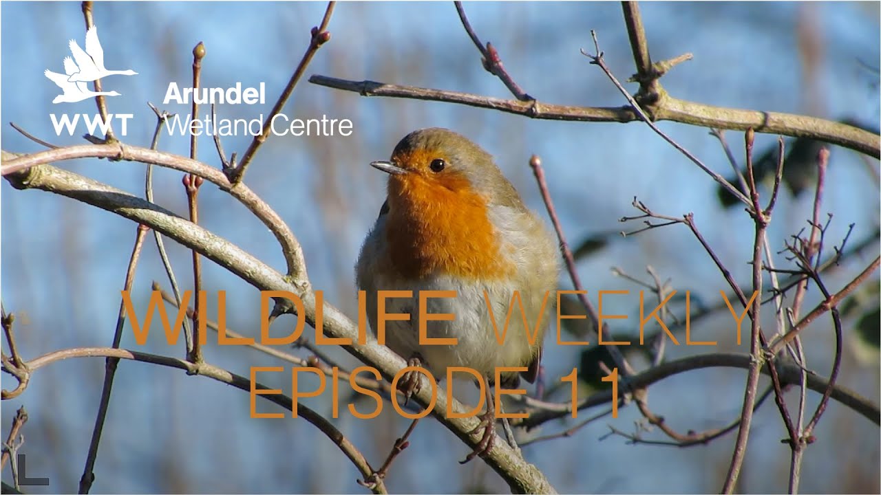 Wildlife Weekly Arundel - Episode 11