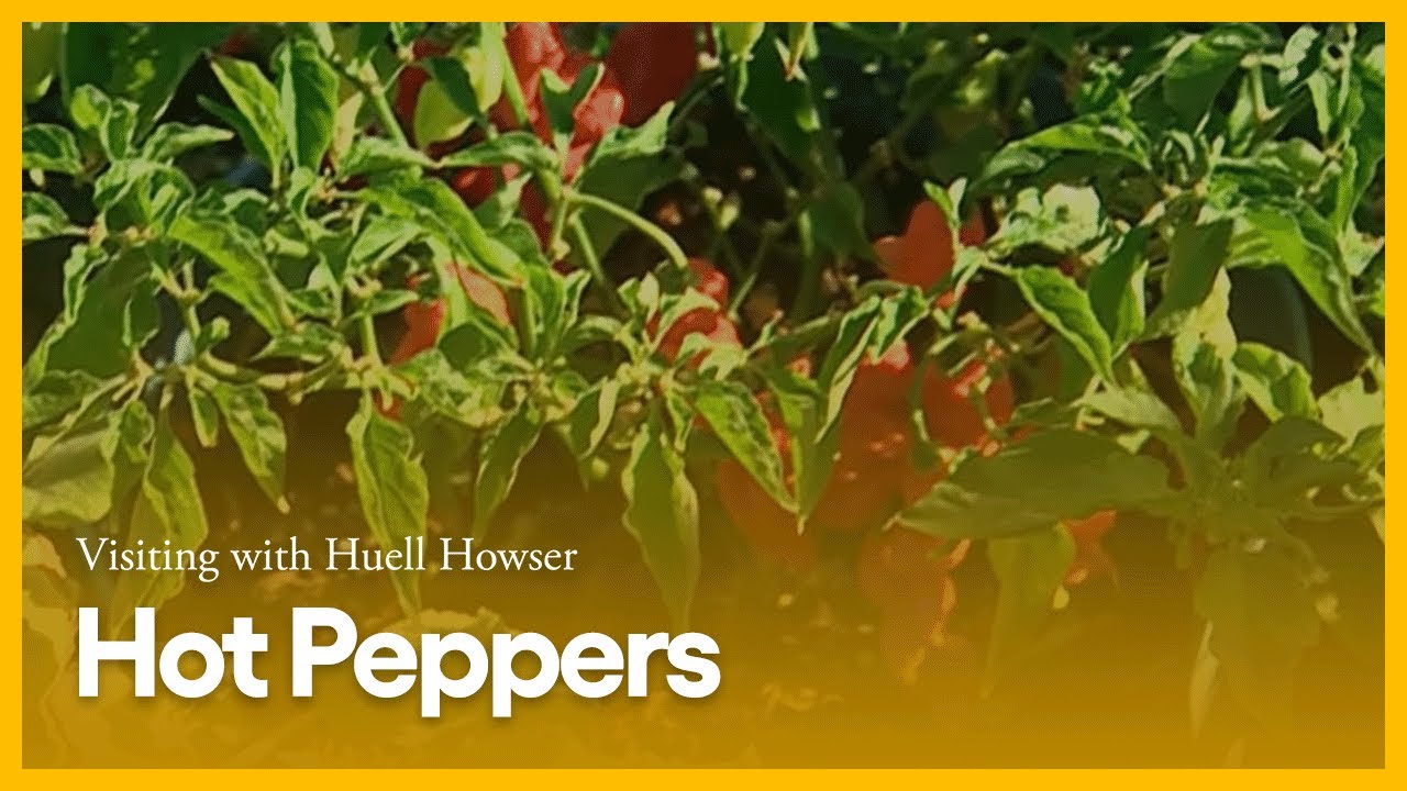 Hot Peppers | Visiting with Huell Howser | PBS SoCal