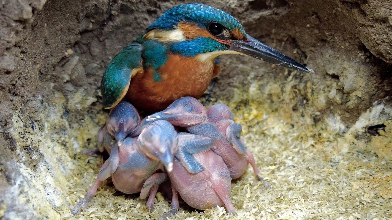 Kingfisher Chicks too Big to Brood  | Discover Wildlife | Robert E Fuller