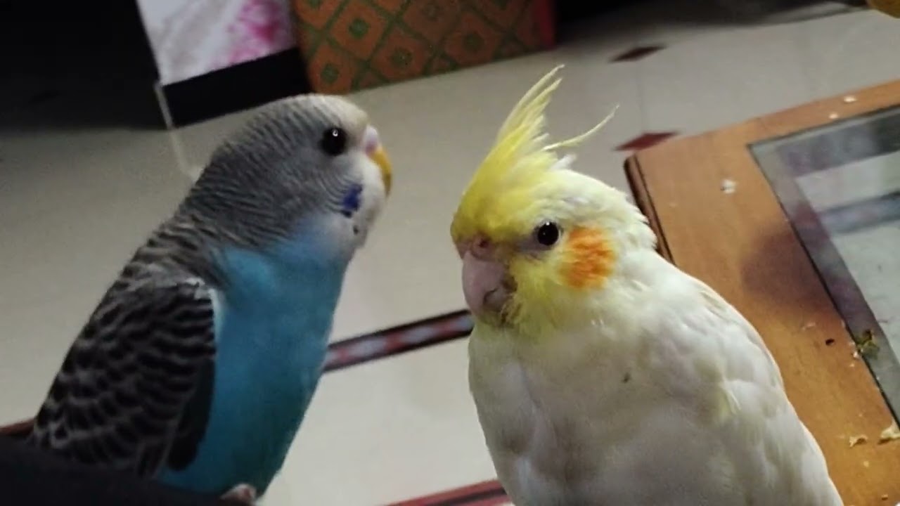 Kuch Baate Chal Rahi He 😅😁🧿🫶 #viralvideo #subscribe #bird #cute #lovebirds #1000subscriber 