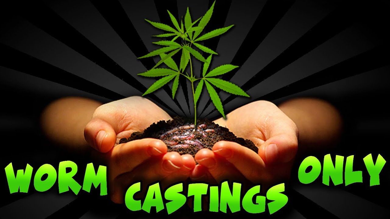 Can You Grow In ONLY WORM CASTINGS? - (CBD Cheese)