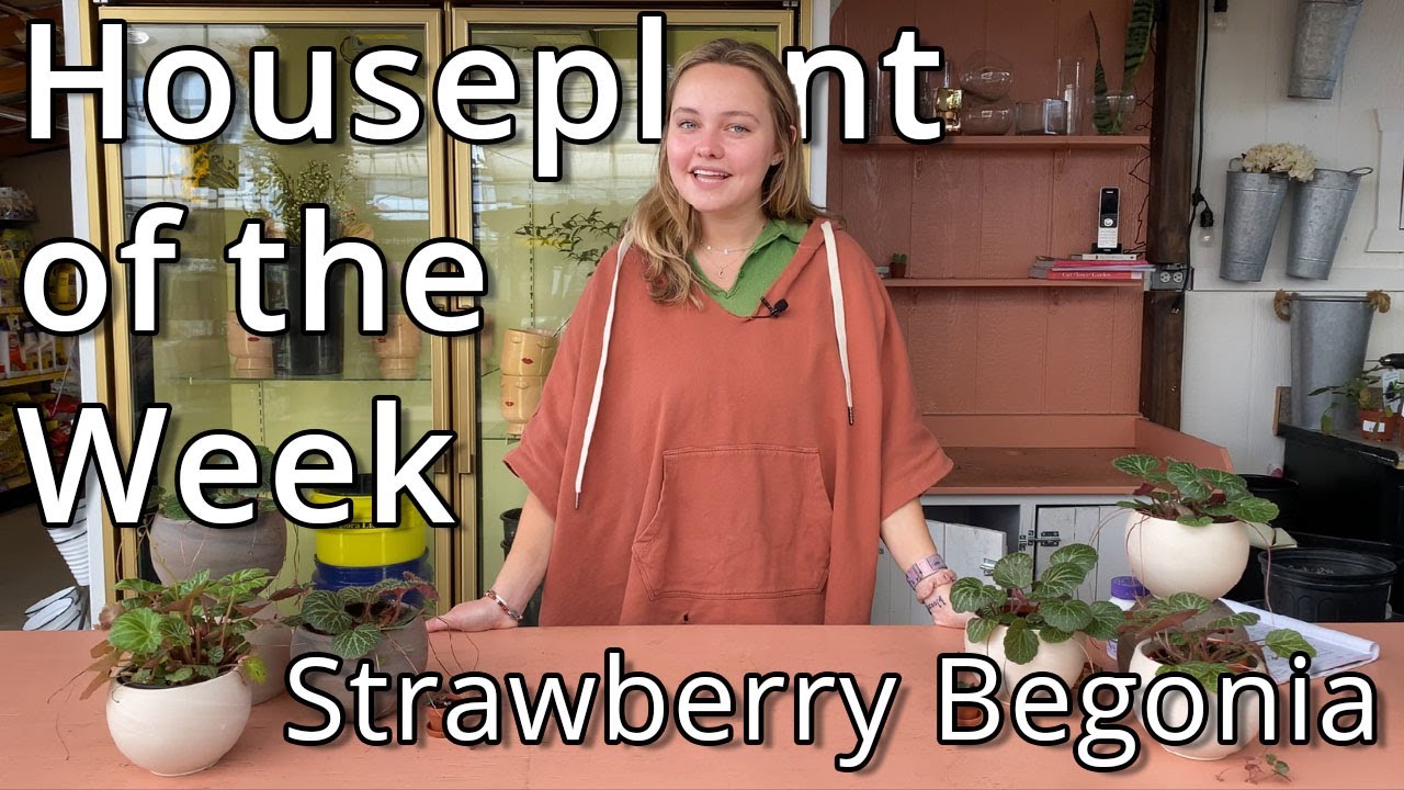 Strawberry Begonia - Houseplant of the Week