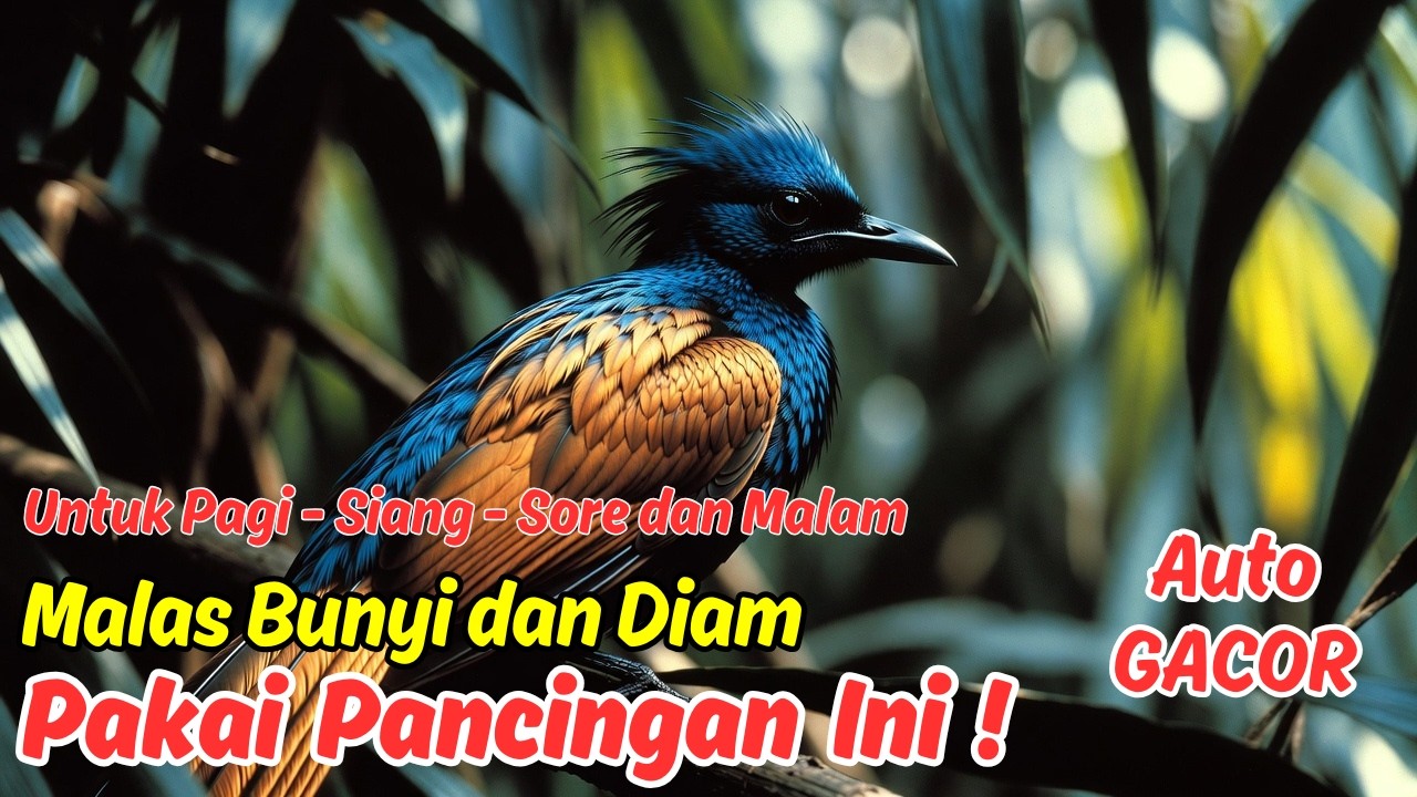 Masteran atau Pancingan Murai Batu Harian Bikin Murai Ngeplong Tanpa Henti