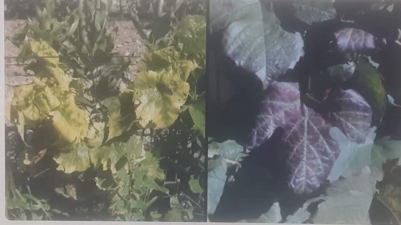 Очень важно и опасно! Еще одна напасть фитоплазмоз болезнь - Золотистое пожелтение листьев винограда