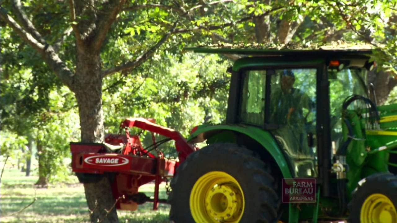 Profitable Pecans - Arkansas Farm Bureau