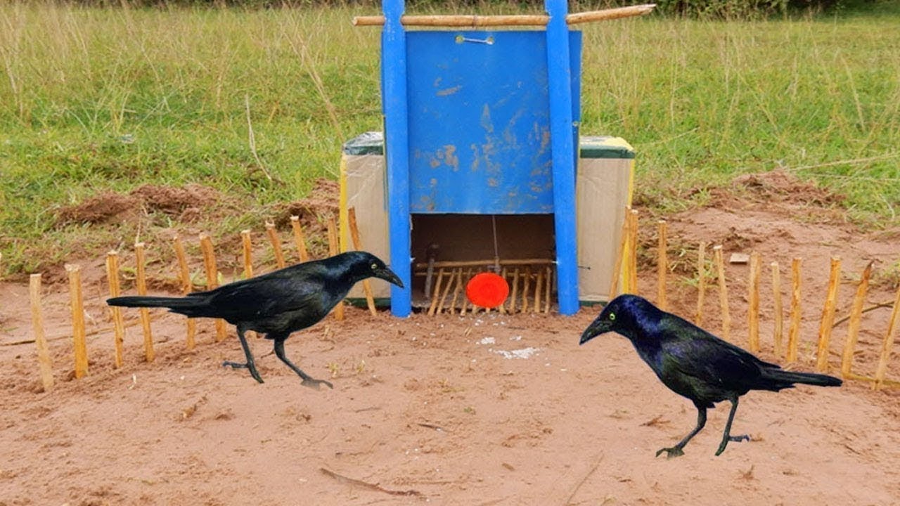 Bird Trap ⎟ Easy Trap ⎟  Box Paper  &  PVC  pipe