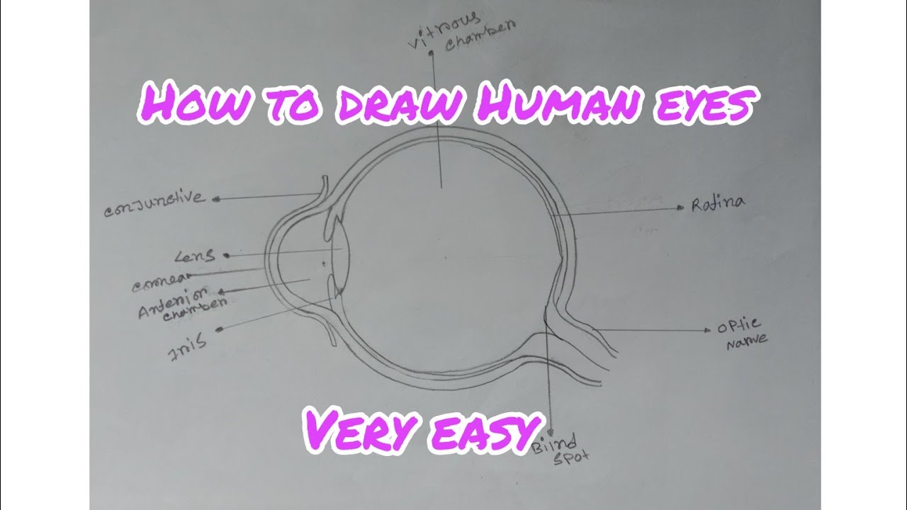 How to draw eyes diagram / sept by step easily /Human eyes drawing 