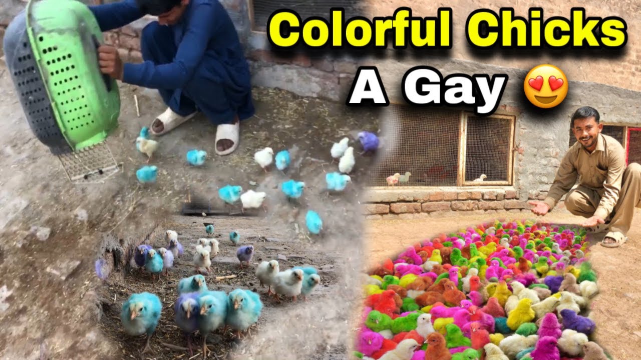 Pet House 🏡 Me Itne Sare Colorfull Chicks 🐥 A gay 😱||Rashy Pets