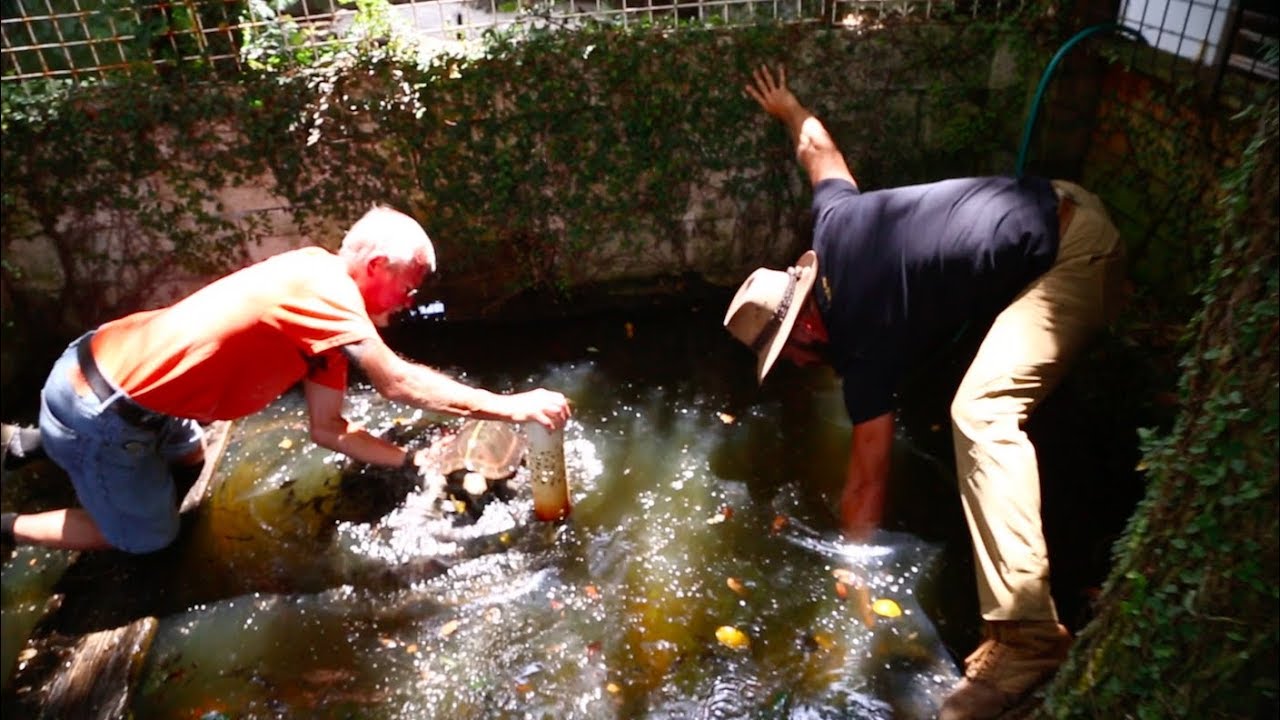 Turtle Tour at Fred's Place!