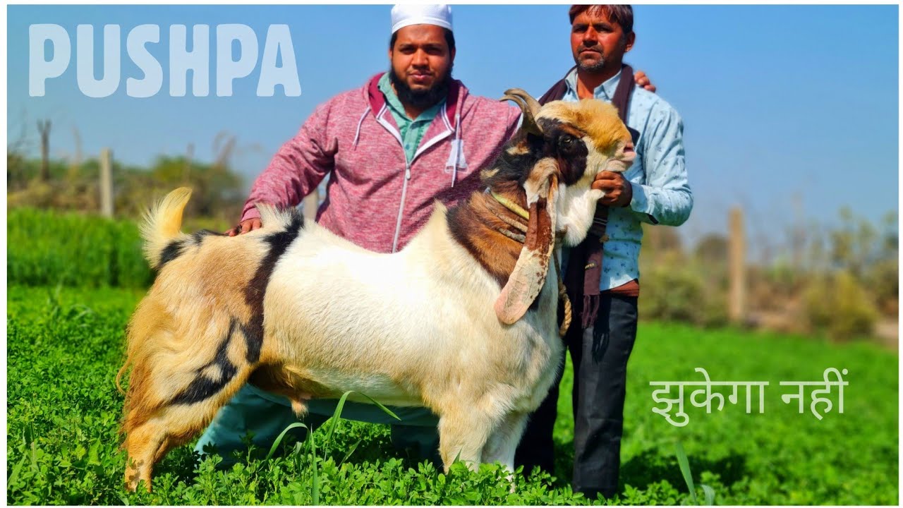 Kota Jungle Goat Series Part 3 - Pushpa Bakra at Memon Goat Farm