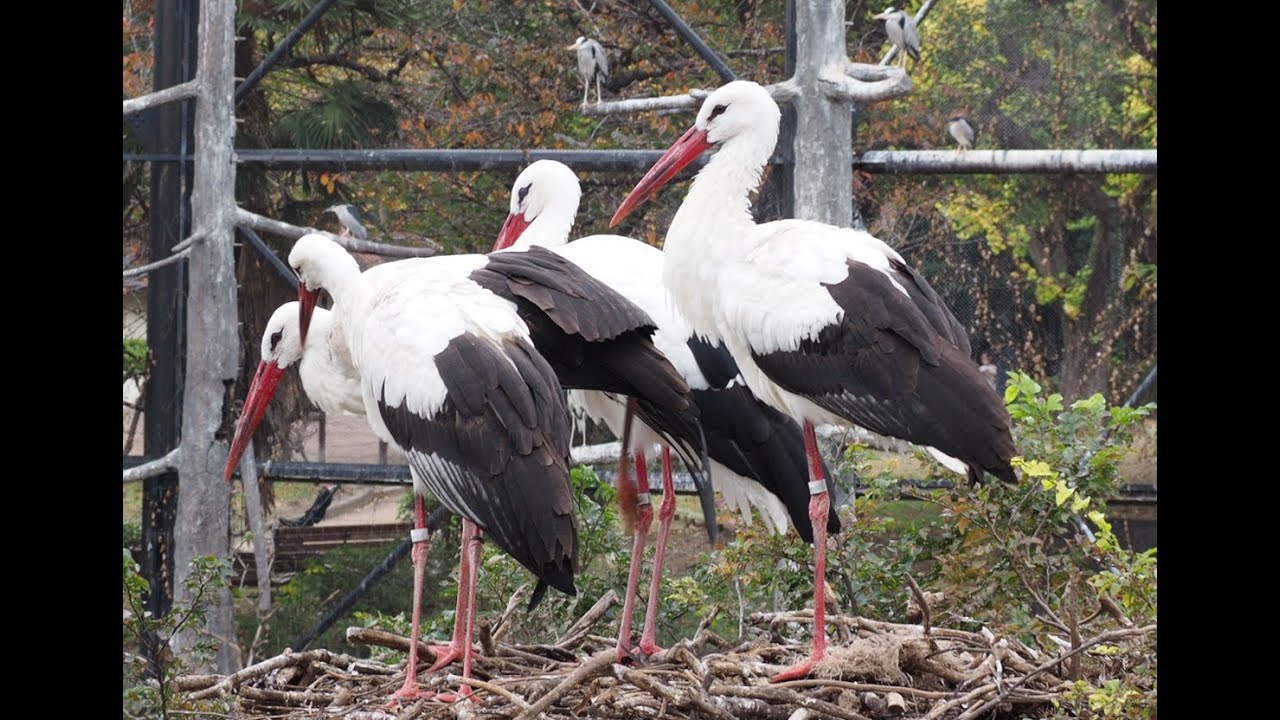 Flight Aviary in Tennoji Zoo, Japan 2022 / 鳥の楽園 天王寺動物園